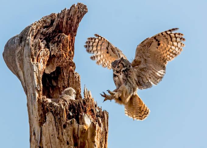 Mother Great Horned Owl Returns to Nest by DawnKey - Wings in Motion Photo Contest