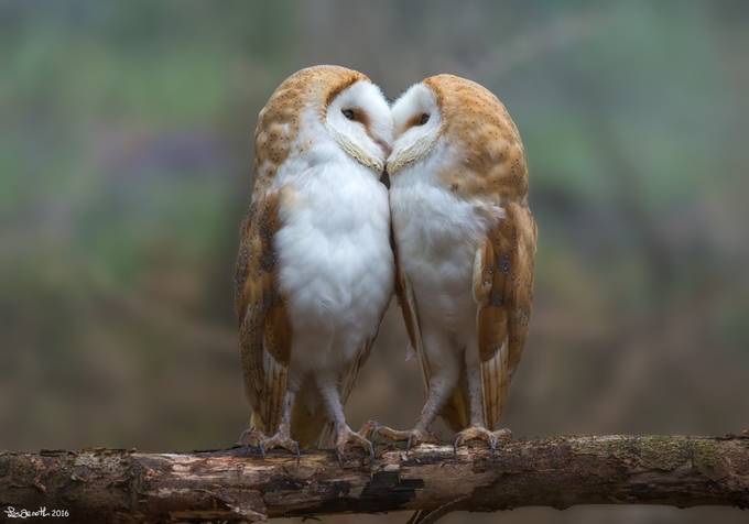 Owls in love by lesarnott - My Best Shot Photo Contest Vol 2