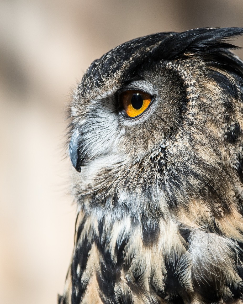 Eagle Eyed Owl by Trishkochphoto - Using Zoom Photo Contest