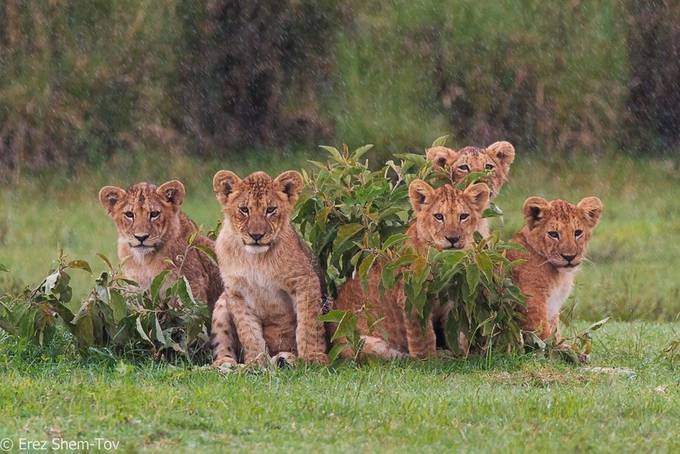 lion cubs by erezs - World Photography Day Photo Contest 2018