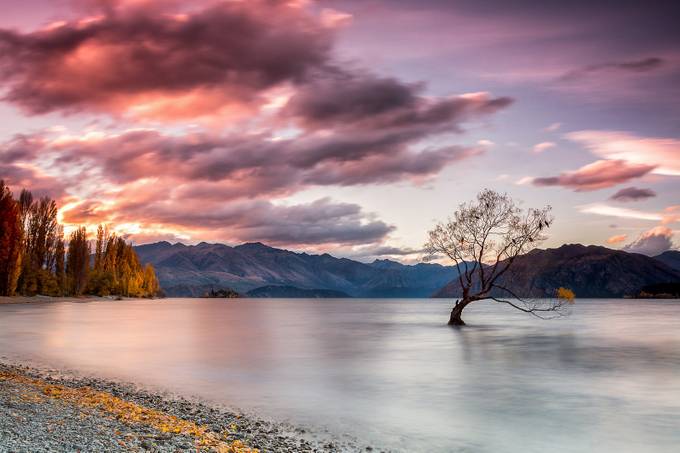 That Wanaka Tree by paulkleynhans - Compositions 101 Photo Contest vol2