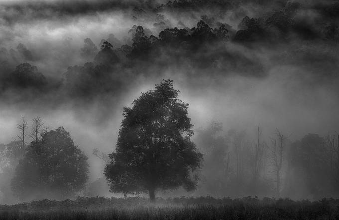 Early moring in the forest. by aarronralstonmcdonald - Experimental Underexposure Photo Contest