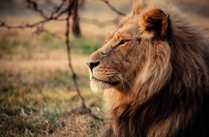 Mighty Lion by WesPittsPhotography