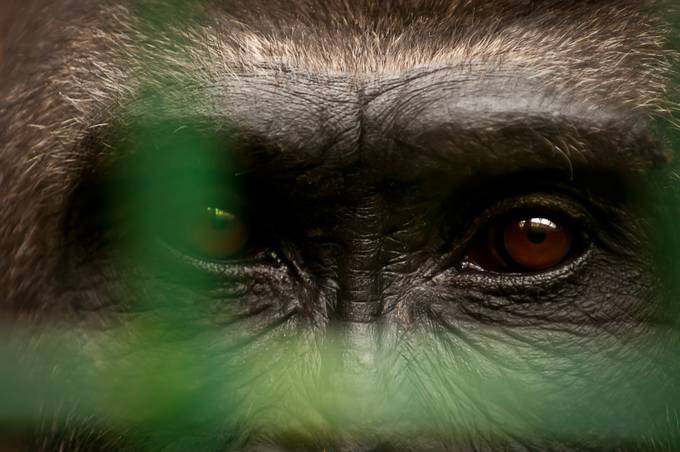 Caged intelligence. by delhunter - At The Zoo Photo Contest