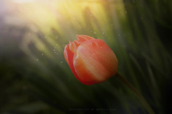 A Blooming Tulip  by MarissaJane - Colors and Mood Photo Contest