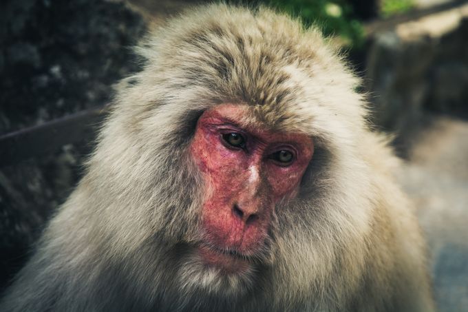Snow Monkey by michaelneinast - The Animal Eye Photo Contest