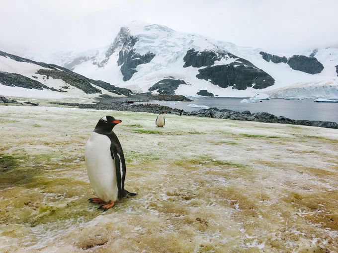 Gentoo Penguin by johnbozinov