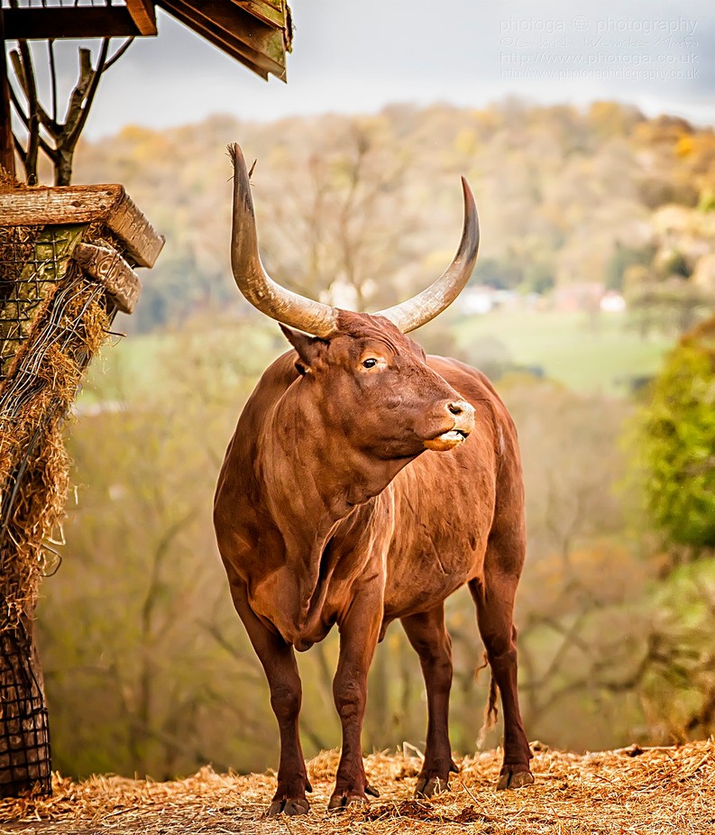 Longhorn Cow by Photogaphotography - A World Of Brown Photo Contest