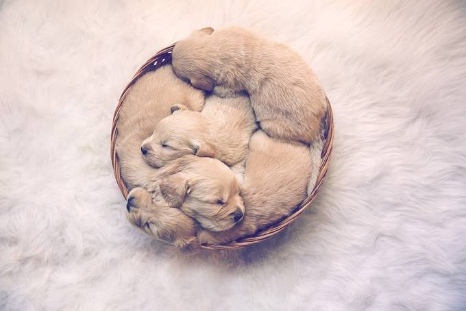Bundle of Joy! by michelewingo - Puppies vs Kittens Photo Contest