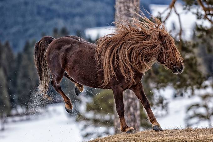 wild horse by siph - Powerful Photo Contest