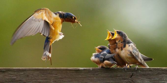 Feeding the Fledglings by alanpeterson - Wildlife Families Photo Contest