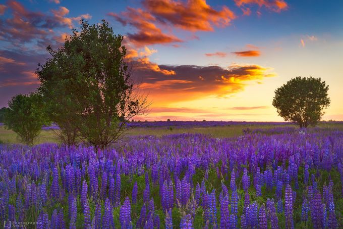 Evening at Lupines field by lukasjonaitis - Image Of The Month Photo Contest Vol 11