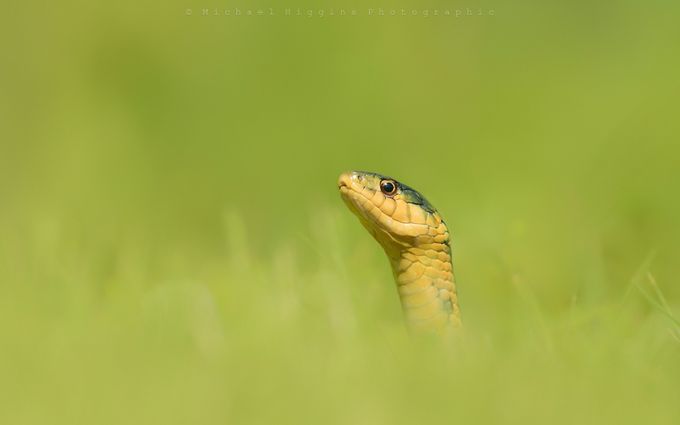 Peek by Michael_Higgins - Reptiles And Amphibians Photo Contest