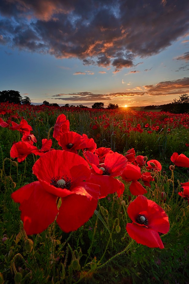 Poppies_Towton_001 by gilesrrocholl - Catch The Red Photo Contest