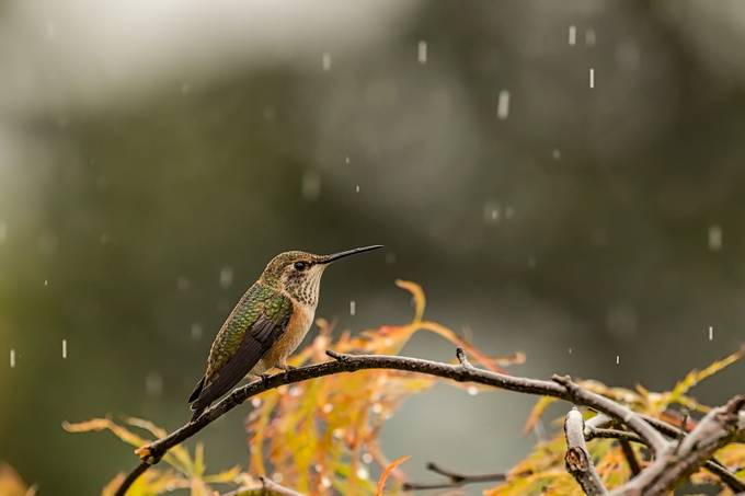 Rain, rain, go away... by Hogzilla357 - Just Hummingbirds Photo Contest
