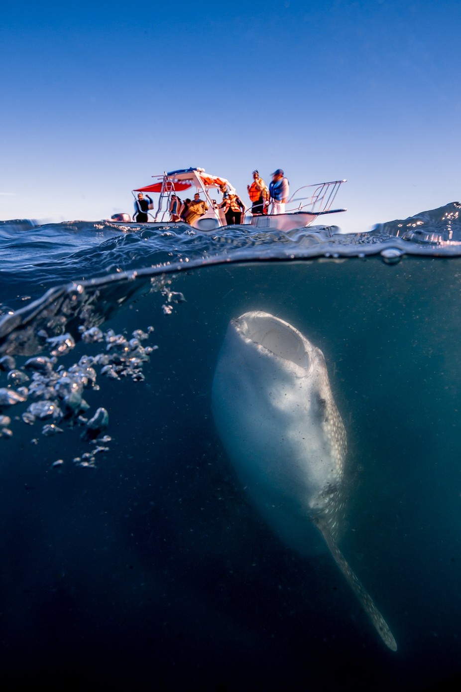 Whale shark under the boat by carlosgrillo - I Coexist Photo Contest
