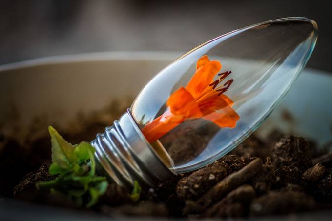 New Bulb by rturnbow - Shades Of Orange Photo Contest 2021