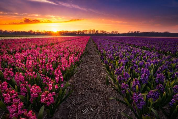 Spring fields by vincentfennis - Colorful Landscapes Photo Contest