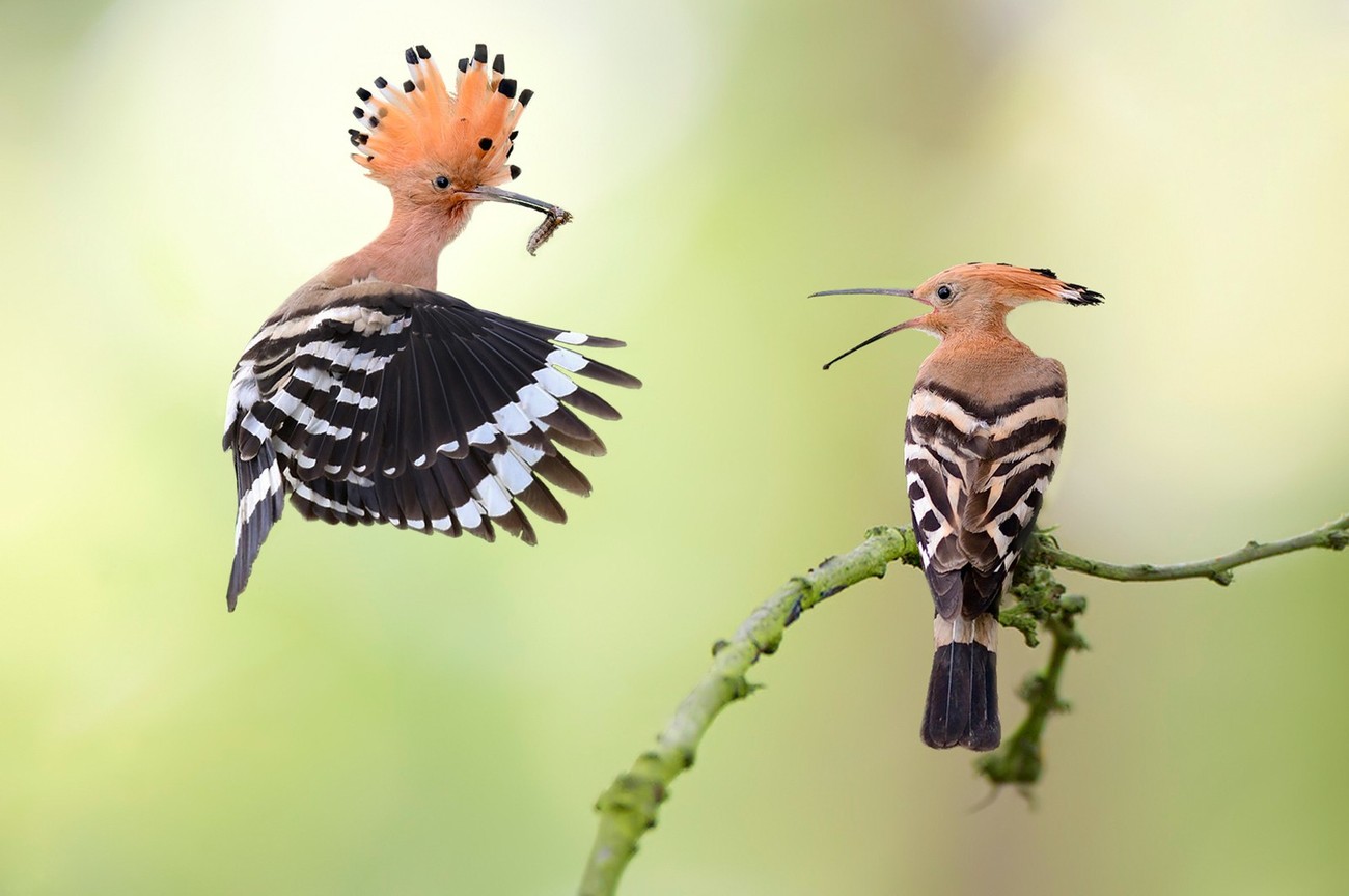 The Beauty Of Birds Photo Contest Winners
