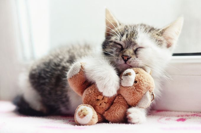 Sleepy by RodicaCosarba - Pet Life Photo Contest