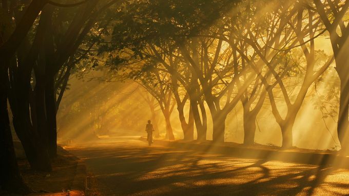 morning blessed by februadi - Silhouettes Of Trees Photo Contest