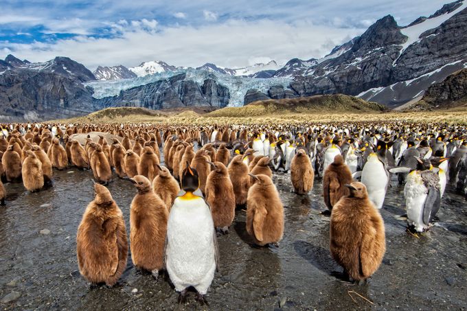 Land of King Penguins by Rainer - Image Of The Month Photo Contest Vol 12