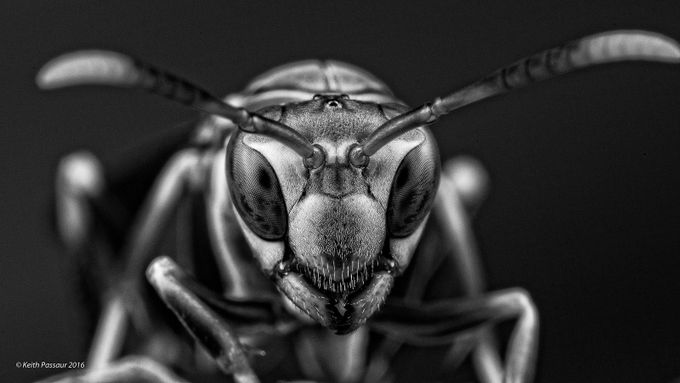 Wally the Wasp by keithpassaur - Monochrome Macro Photo Contest