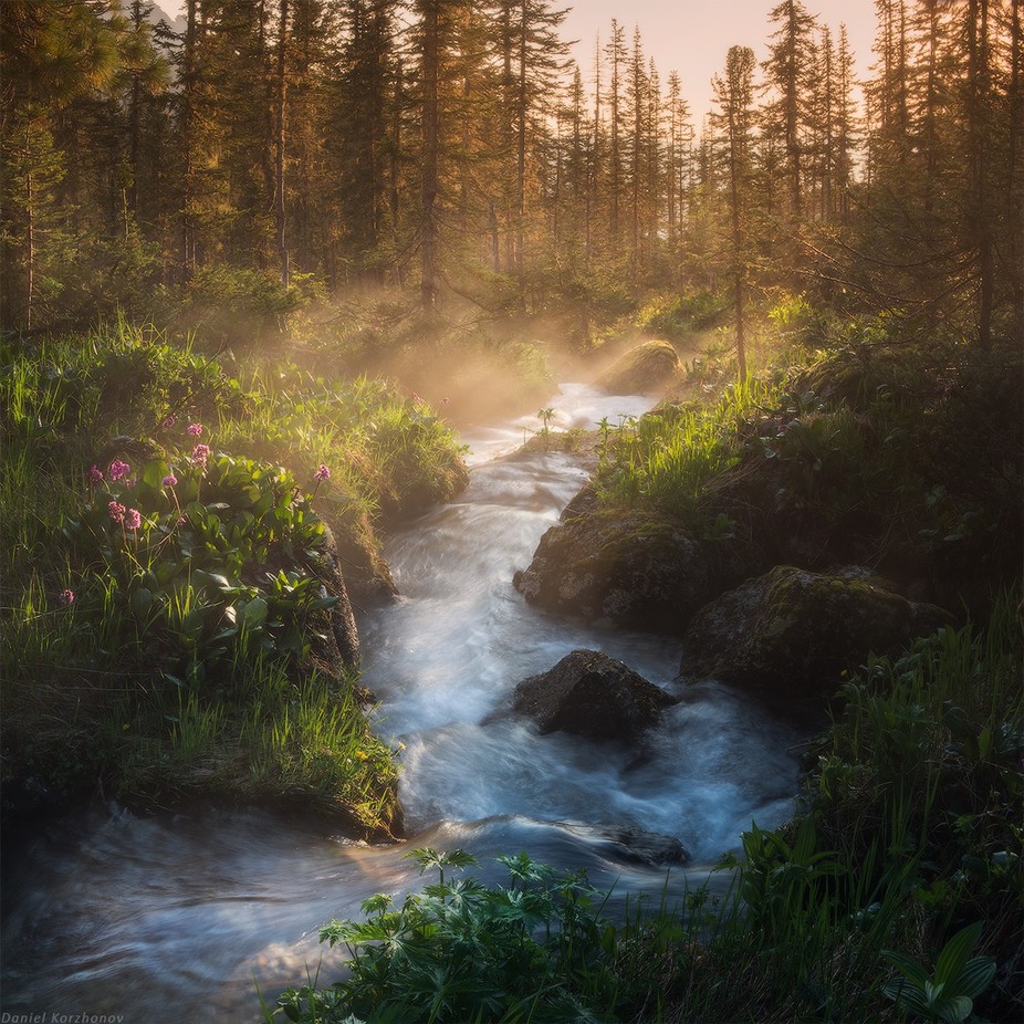 Forest stream by DanielKordan - Streams Photo Contest