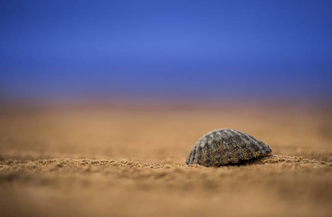 Seashell  by CaptureLifeUK - Shells Photo Contest