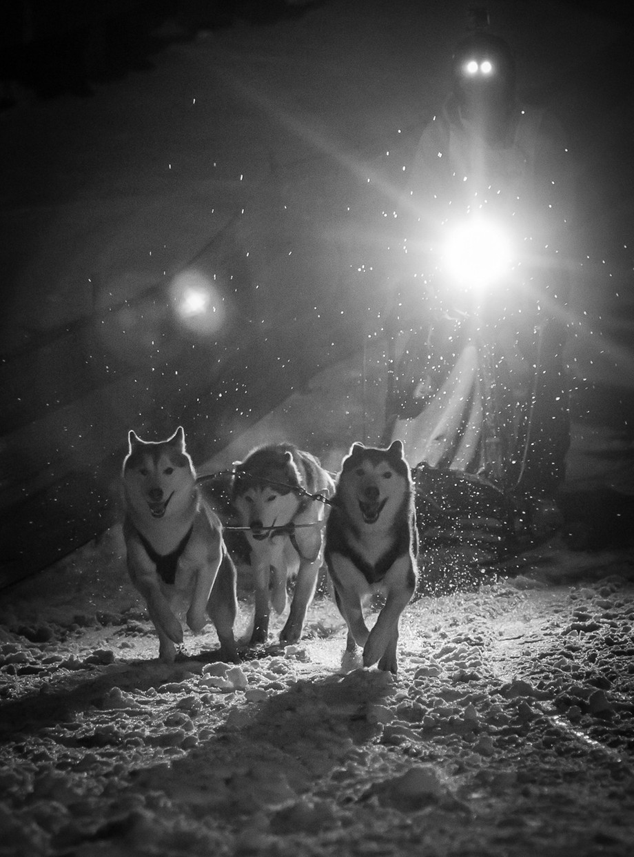 Falls Creek Sled Dog Classic by philtaylor_5129 - Monochrome Moments Photo Contest