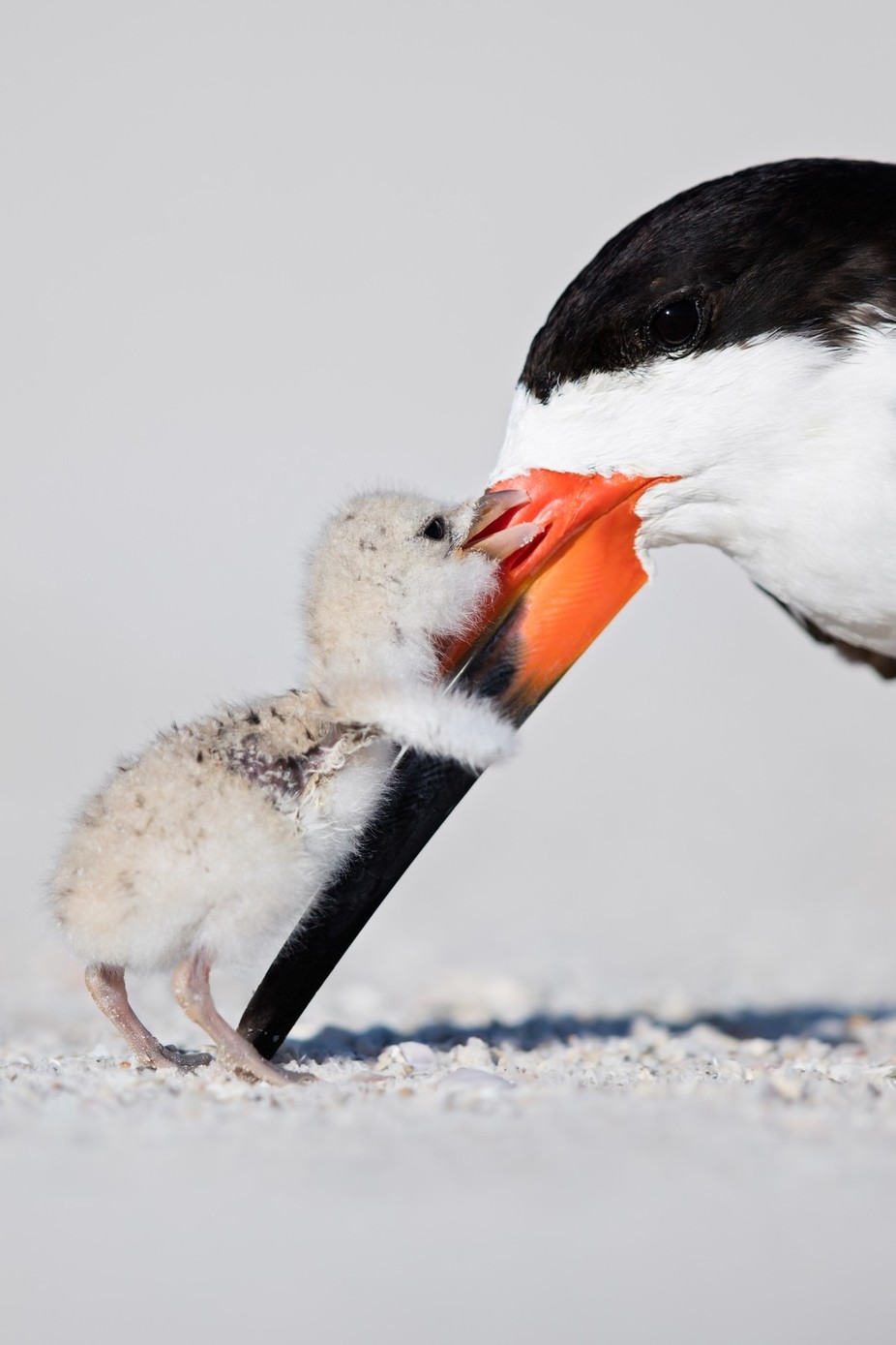 Black Skimmer by OutbackPhotoAdventures - Everything Nature Photo Contest