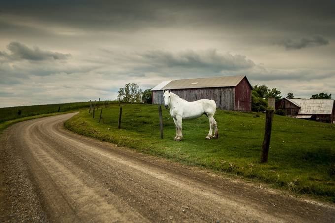 Workhorse by SproutedAcornPhotography - The Power and Grace of Horses Photo Contest