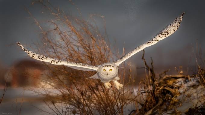Snowy Owl, head on by DSCan - Wings in Motion Photo Contest