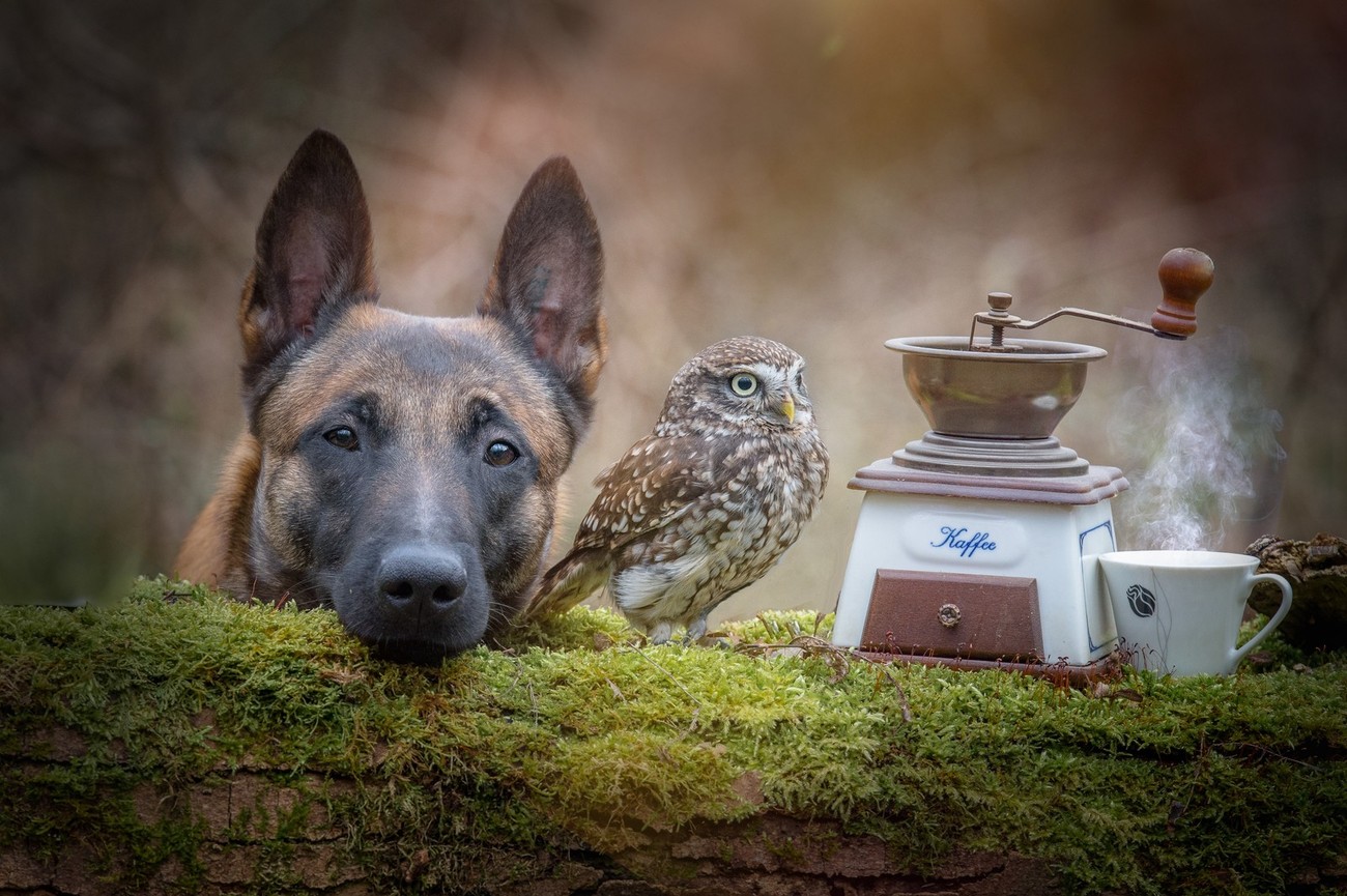 Capturing Portraits Of Dogs And Owls 