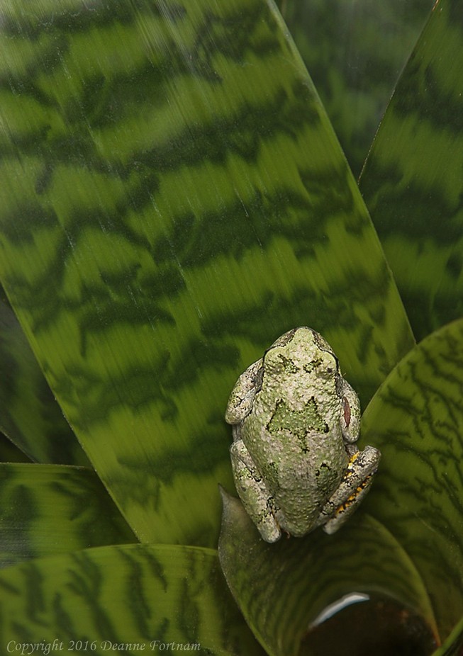 Tree Frog on Bromeliad by deannefortnam - Textures In Animals Photo Contest