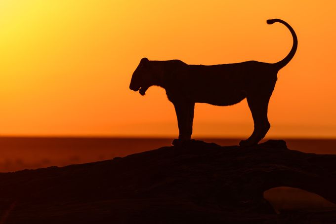 Embracing the Sunrise by kathrynsklenakdannay - Safari Wildlife Photo Contest