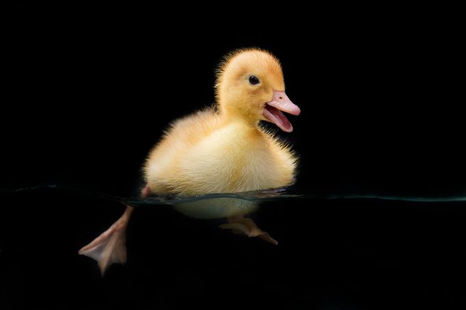 Little Duck by MichalCandrak - 700 Ducks Photo Contest