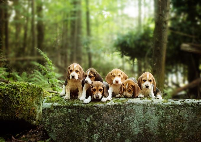 beagle pups by Andreamartinphoto - Puppies vs Kittens Photo Contest