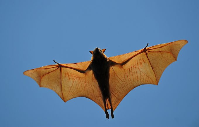 Little Red Flying Fox by biglenswildlife - Animals With Wings Photo Contest