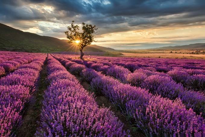 Lavender sunrise by evgeni_ivanov - Image Of The Month Photo Contest Vol 14
