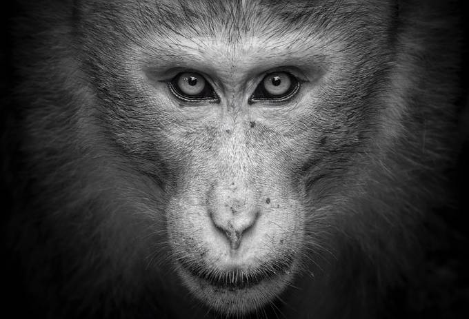 A portrait of a king  by nyanamoli - We Love Animals Photo Contest