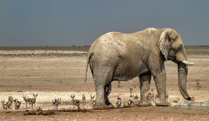 Elephant in Etosha by MarianavdW - Celebrating Nature Photo Contest Vol 2