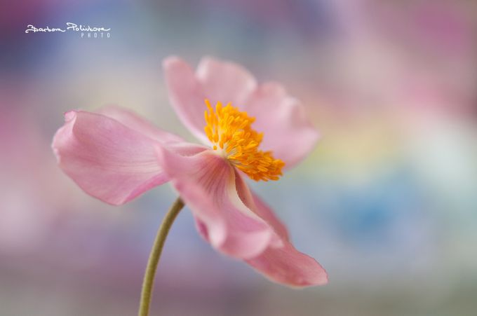 Dancing beauty by Barbora_Polivkova - Dancing Flowers Photo Contest