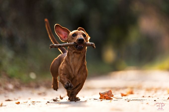 The fun... by FabioPerillo - Dogs at Play Photo Contest