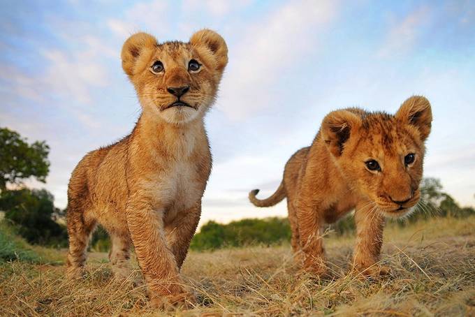 Lion-Cubs by s0725396160 - Image Of The Month Photo Contest Vol 15