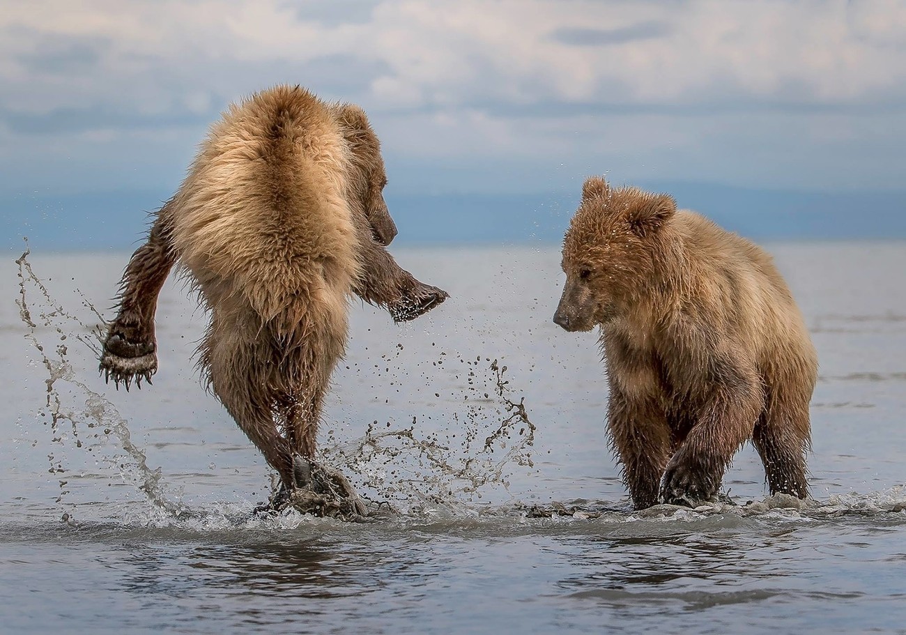 All About Bears Photo Contest Winners
