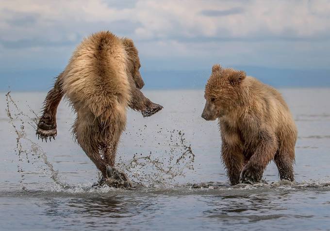 Play fight  by JennyLoren - All About Bears Photo Contest
