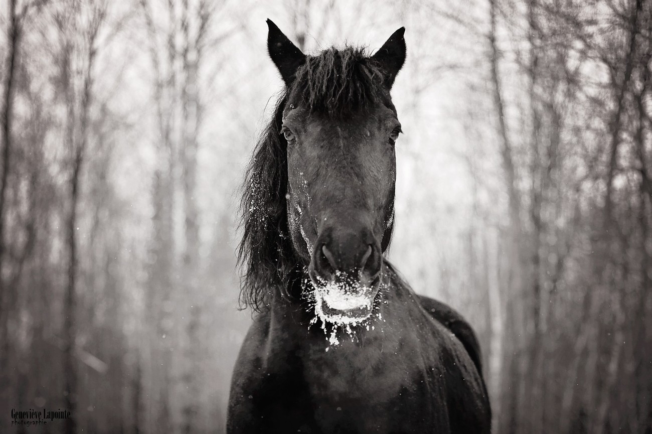 800 Horses Photo Contest Winner