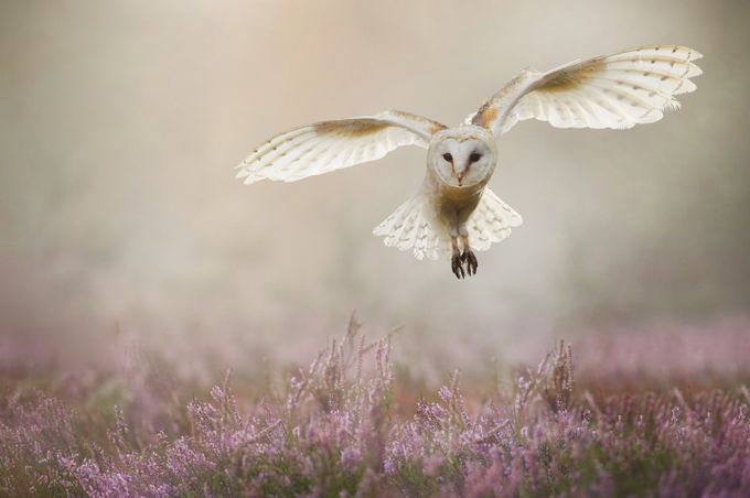Barnowl in flight by Creative_art - Rule Of Thirds Extravaganza Photo Contest