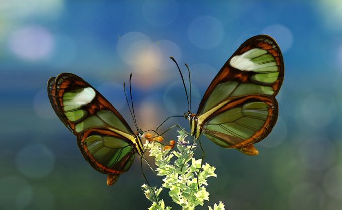 share the world by Joecas - Everything Butterflies Photo Contest